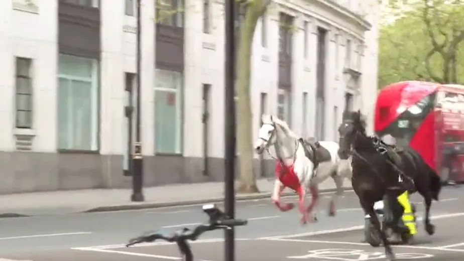 A White Horse Rampaged through the Streets of London