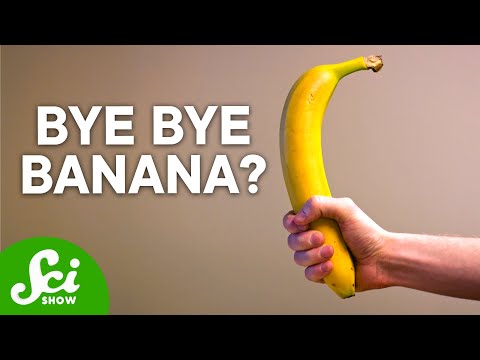 The BFD | The terrifying truth about Bananas