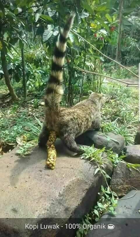 Coati Coffee