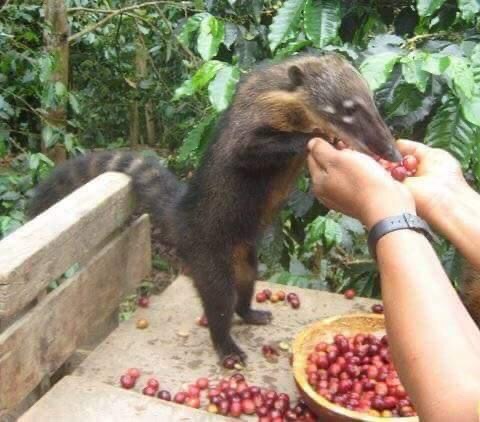 Coati Coffee