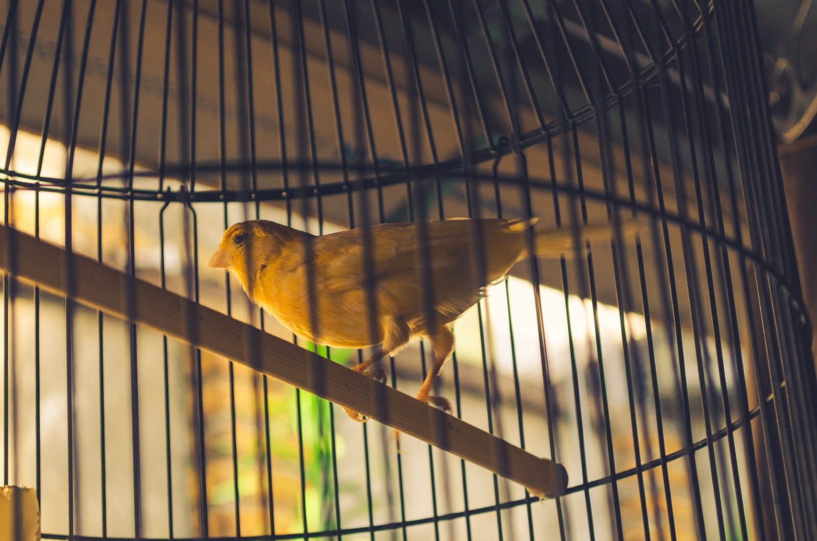 yellow bird in cage